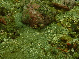 Image of Snubnose sculpin