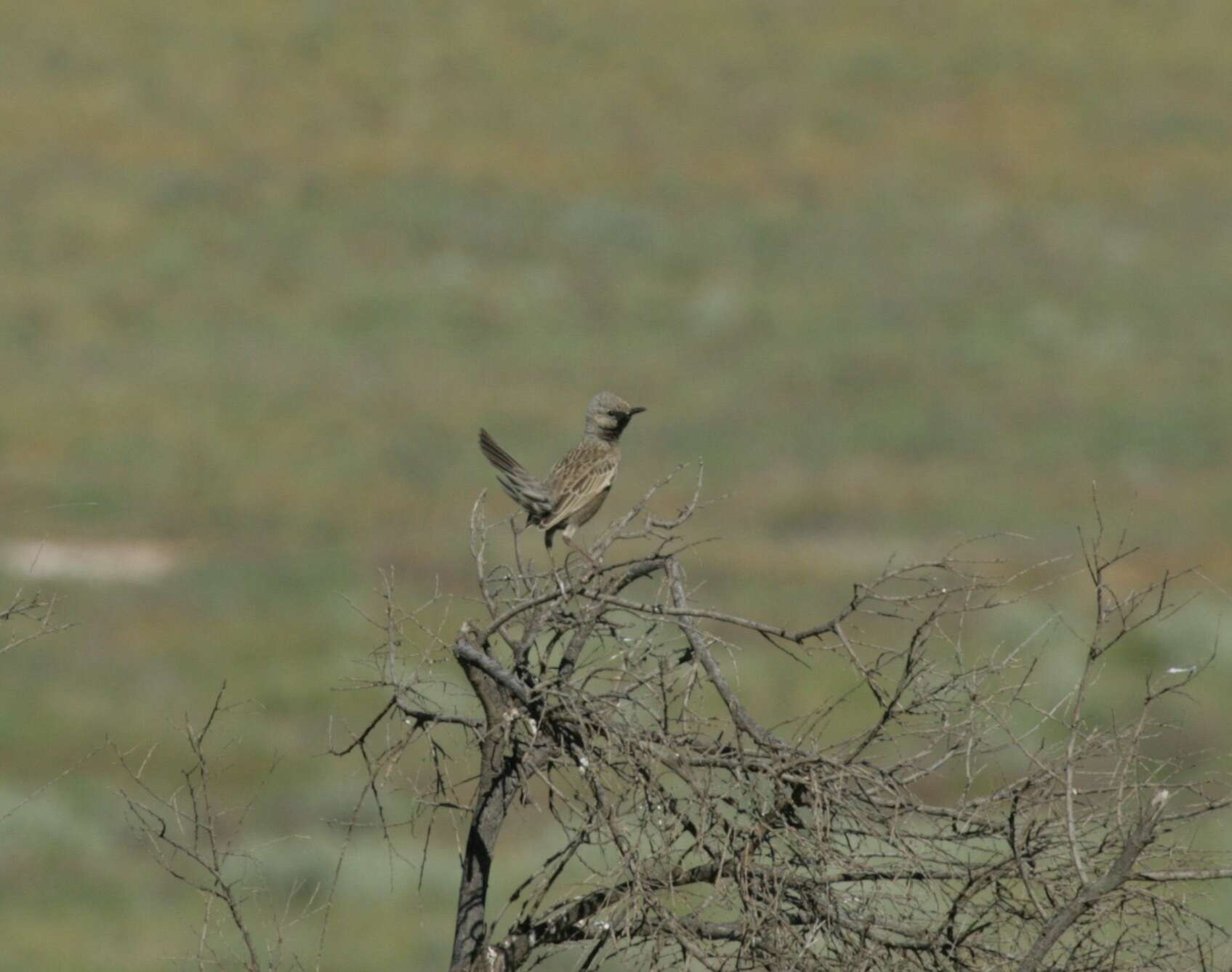 Image of Brown Songlark