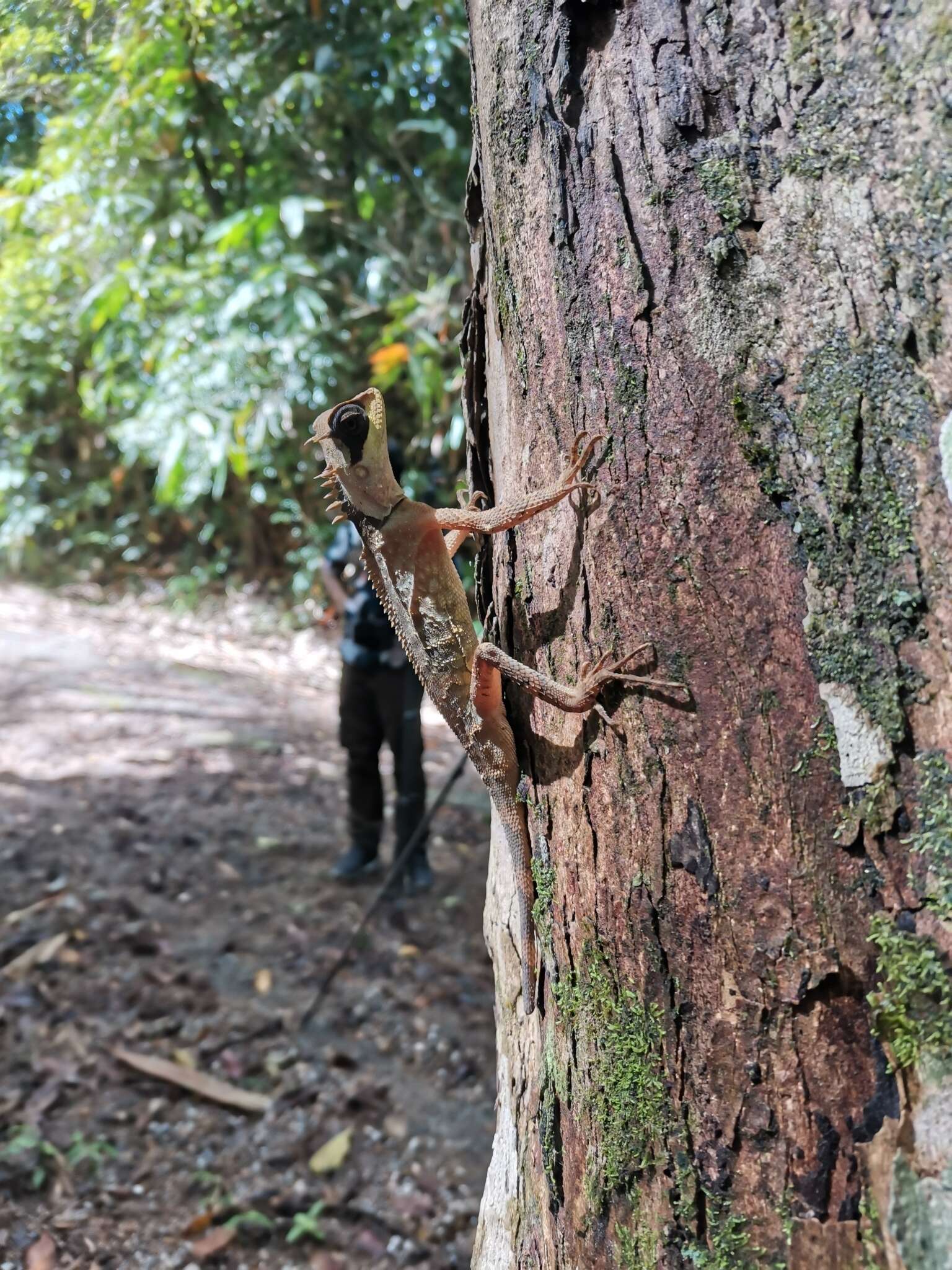 Imagem de Acanthosaura crucigera Boulenger 1885