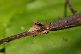 Image of Ceroys (Ceroys) perfoliatus (Gray & G. R. 1835)