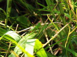 Image of Handsome Meadow Katydid