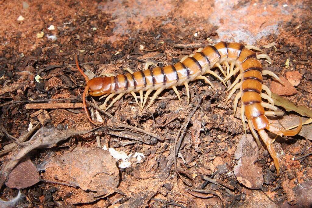 Image of red-headed centipede