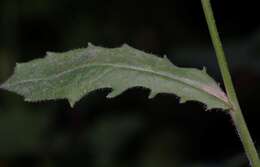 Image of Hedypnois rhagadioloides subsp. tubaeformis (Ten.) Hayek