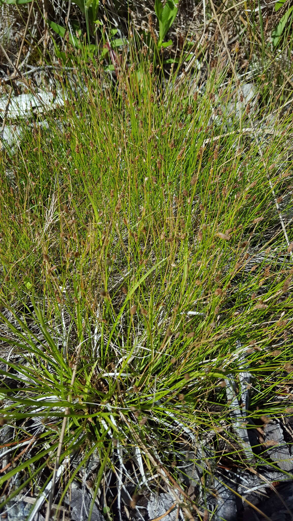 صورة Eleocharis nitida Fernald