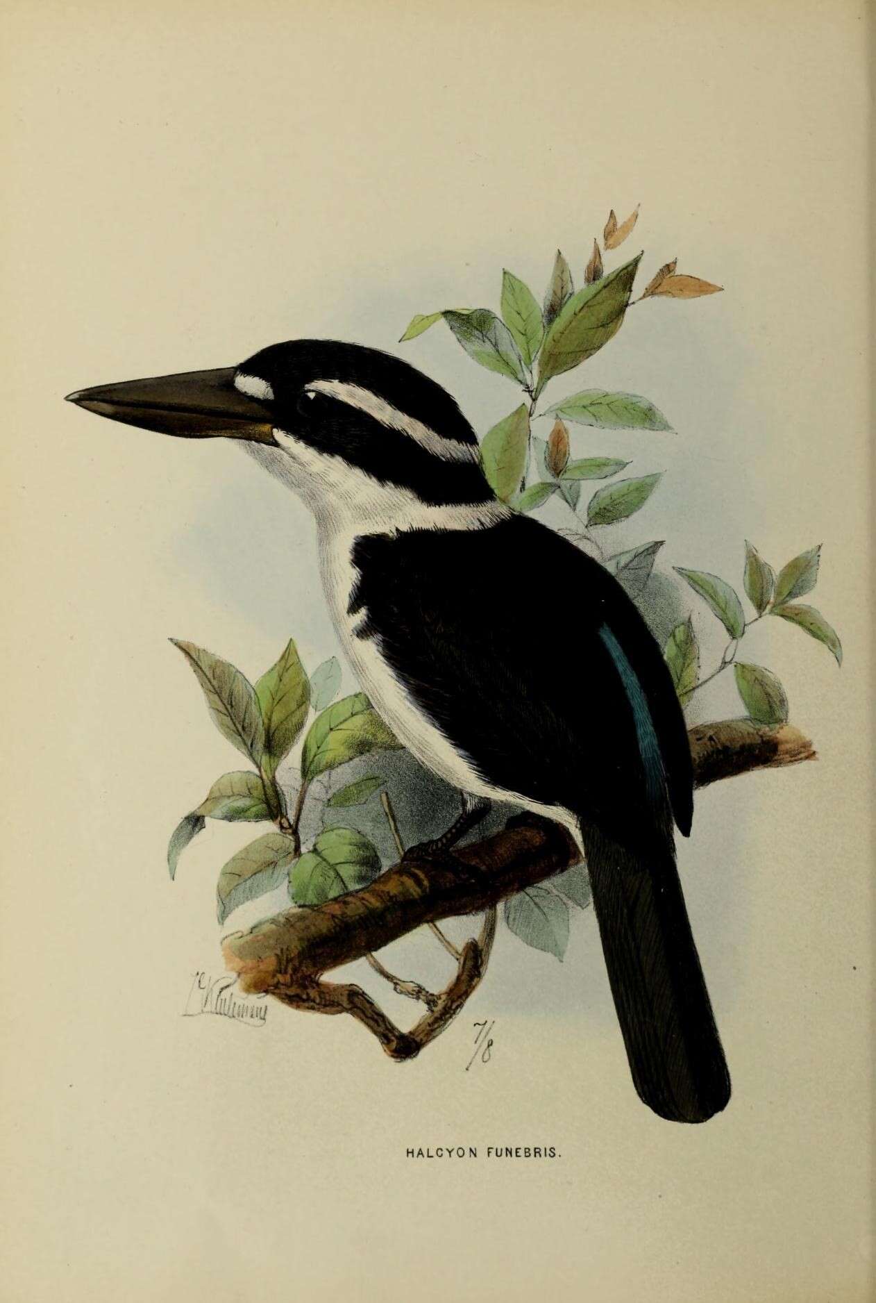 Image of Sombre Kingfisher