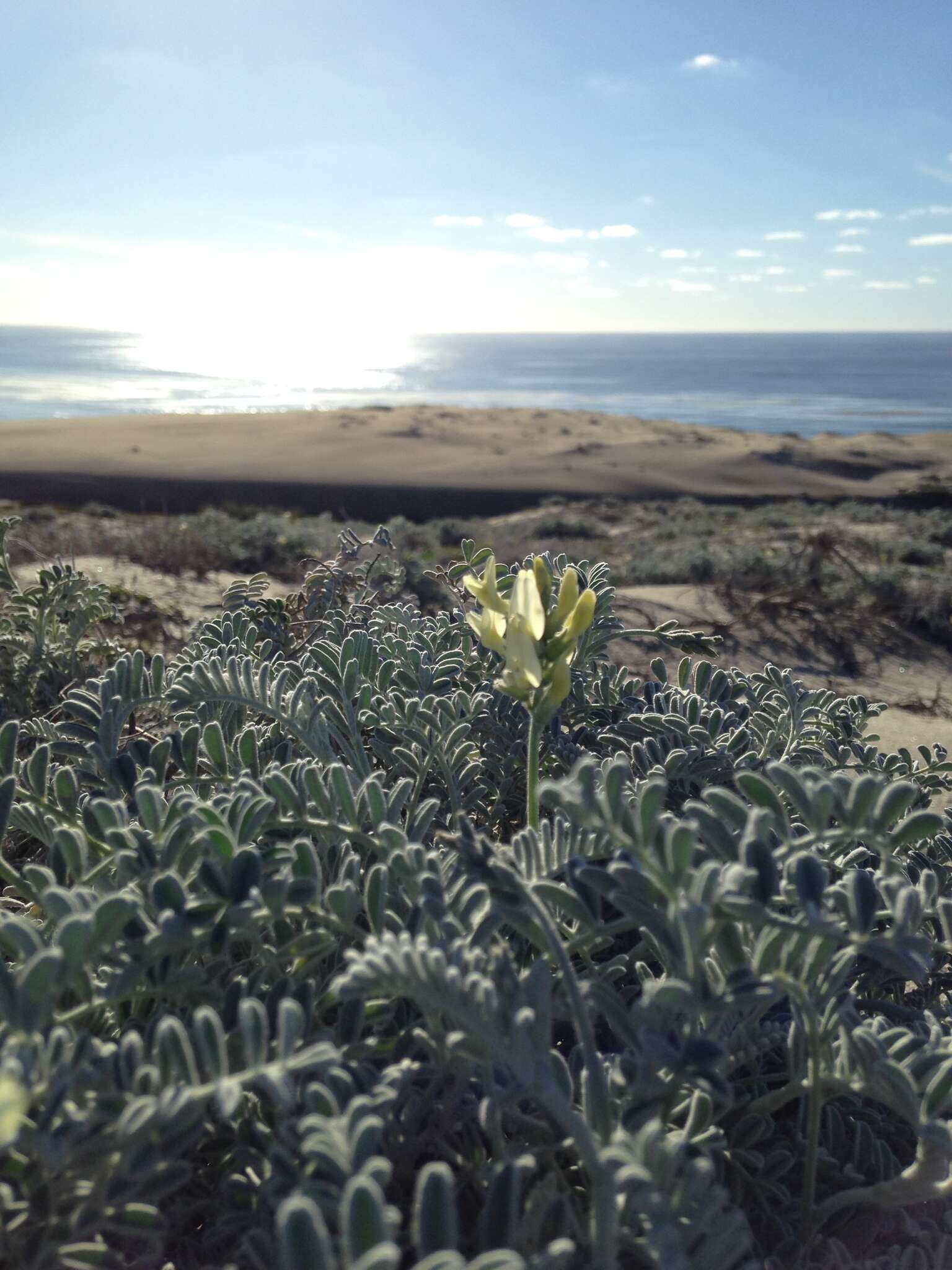 Image of San Clemente Island milkvetch