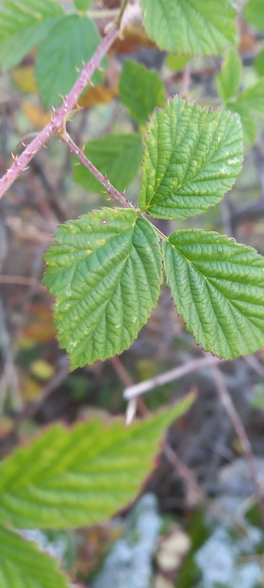 Image de Rubus lainzii H. E. Weber