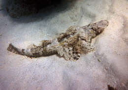 Image of Cymbacephalus