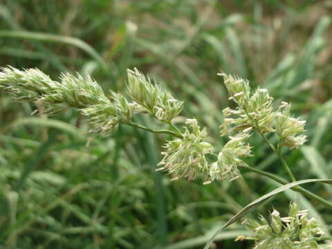 Image of Cocksfoot or Orchard Grass