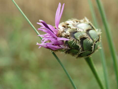 Centaurea scabiosa L. resmi