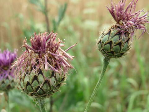 Centaurea scabiosa L. resmi