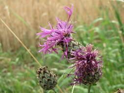 Centaurea scabiosa L. resmi