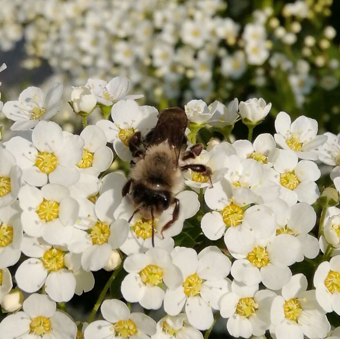 Image of Andrena vaga Panzer 1799