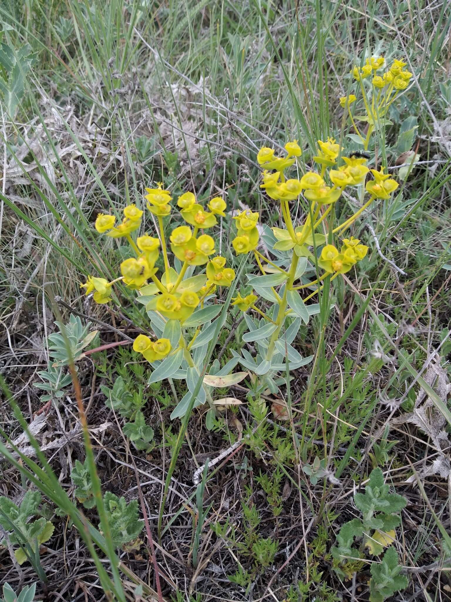 Image of Euphorbia glareosa Pall. ex M. Bieb.