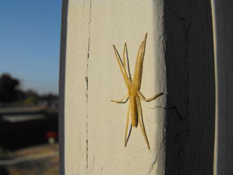 Image of Slender Crab Spiders