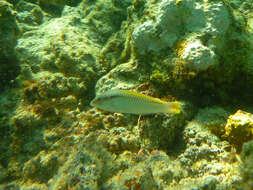 Image of Brownbanded wrasse