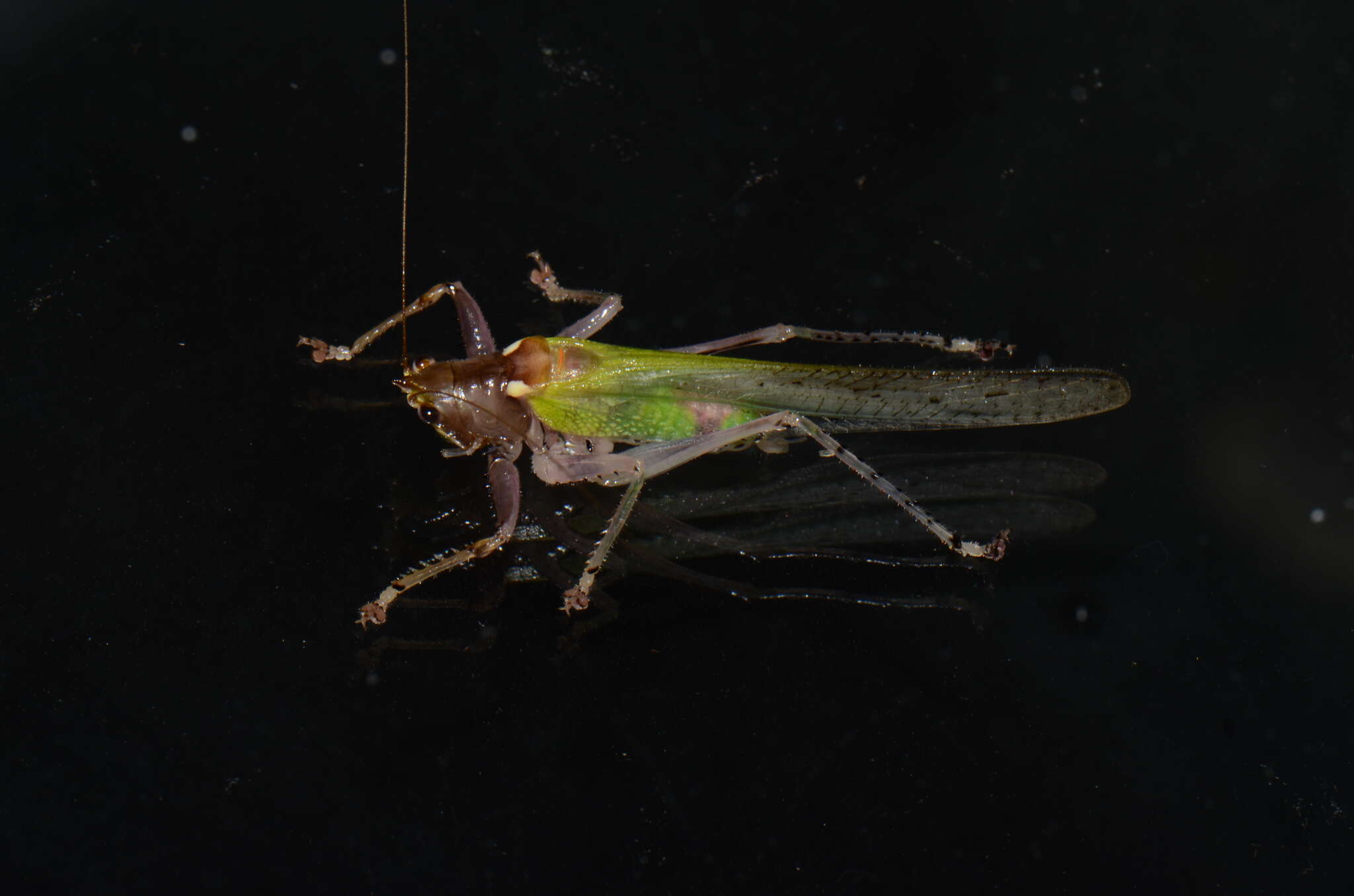 Image of Vestria punctata (Redtenbacher 1891)