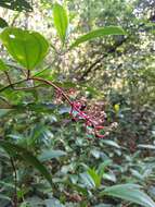 Image of Miconia ciliata (L. Rich.) DC.