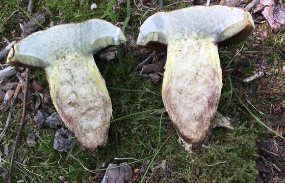 Boletus vermiculosoides A. H. Sm. & Thiers 1971的圖片