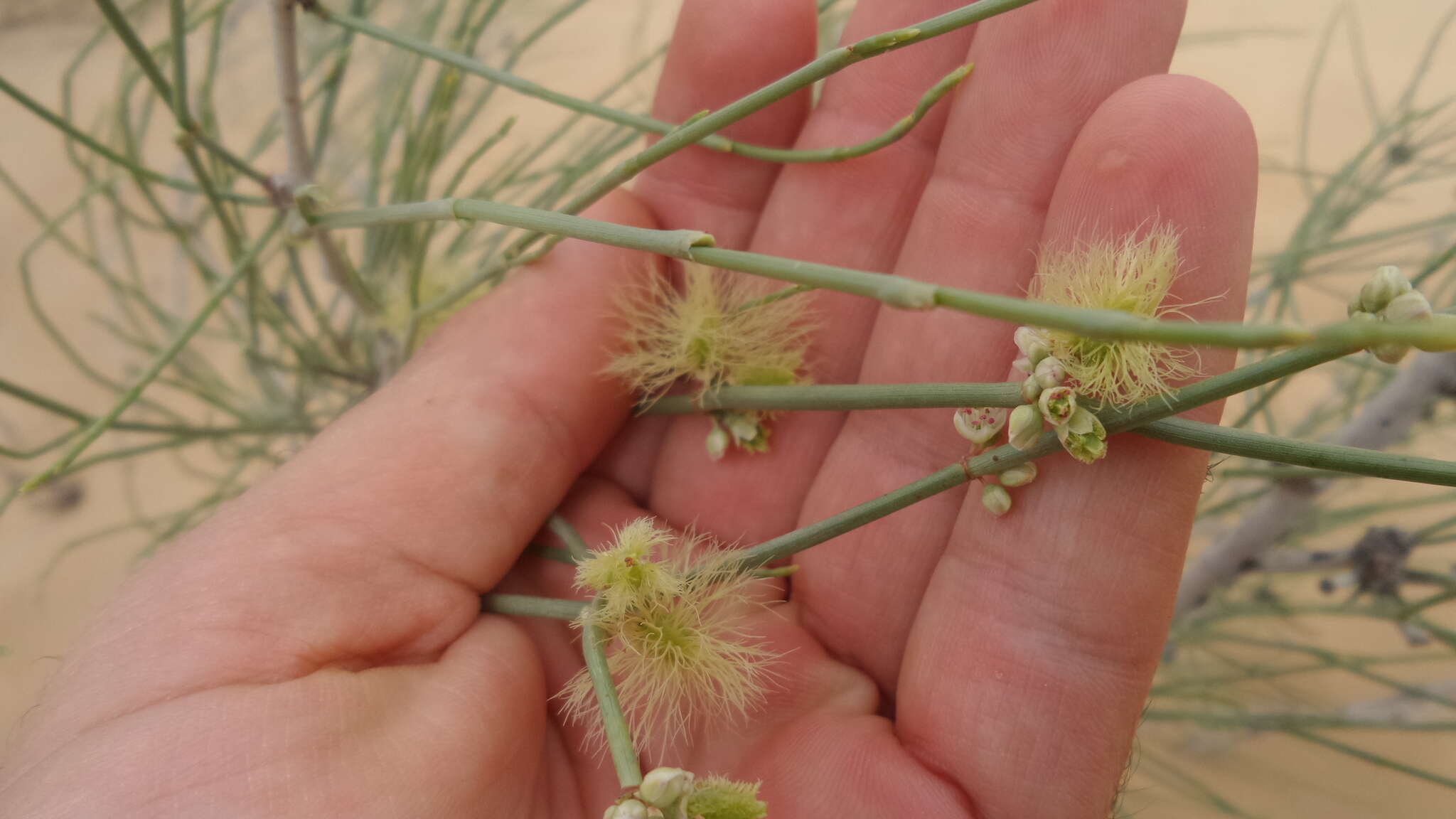 Image de Calligonum crinitum Boiss.