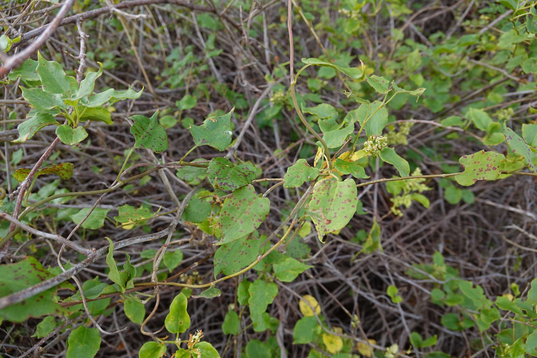 Image of Puccinia otagensis