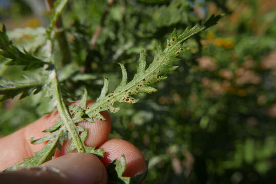 Image of Puccinia tanaceti DC. 1805