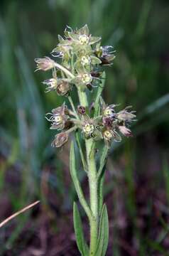 Schizoglossum bidens E. Mey.的圖片