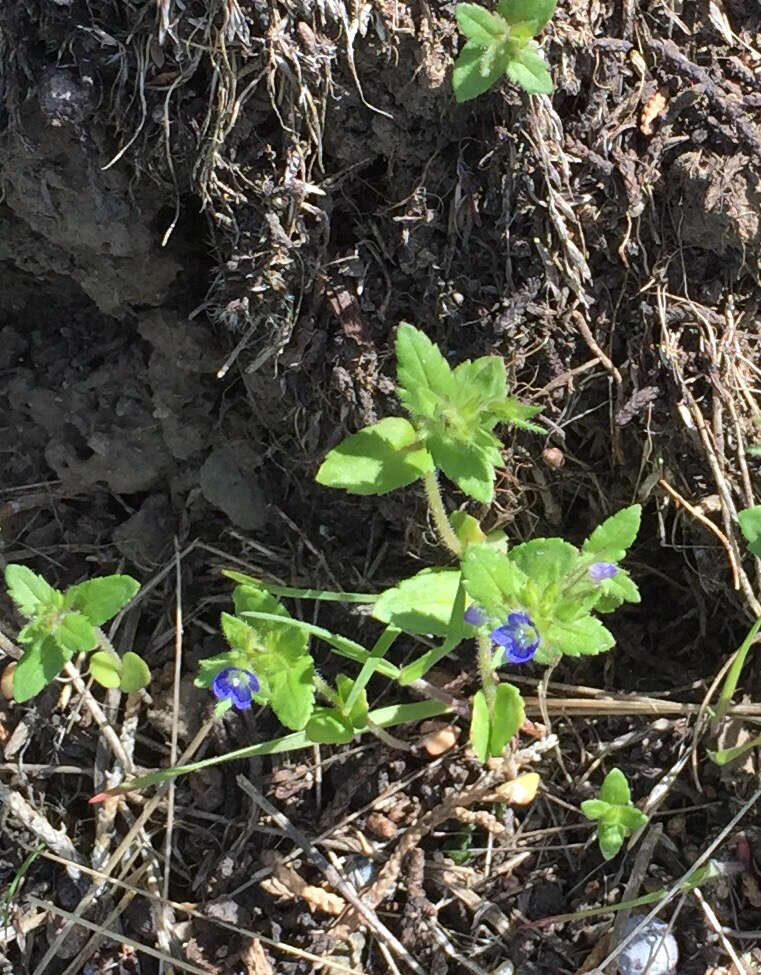 Image of twolobe speedwell
