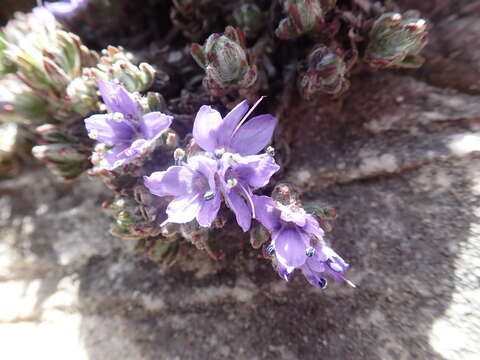 Image of Veronica caespitosa Boiss.