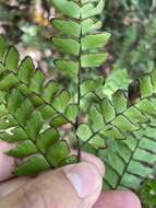 Adiantum villosum L.的圖片