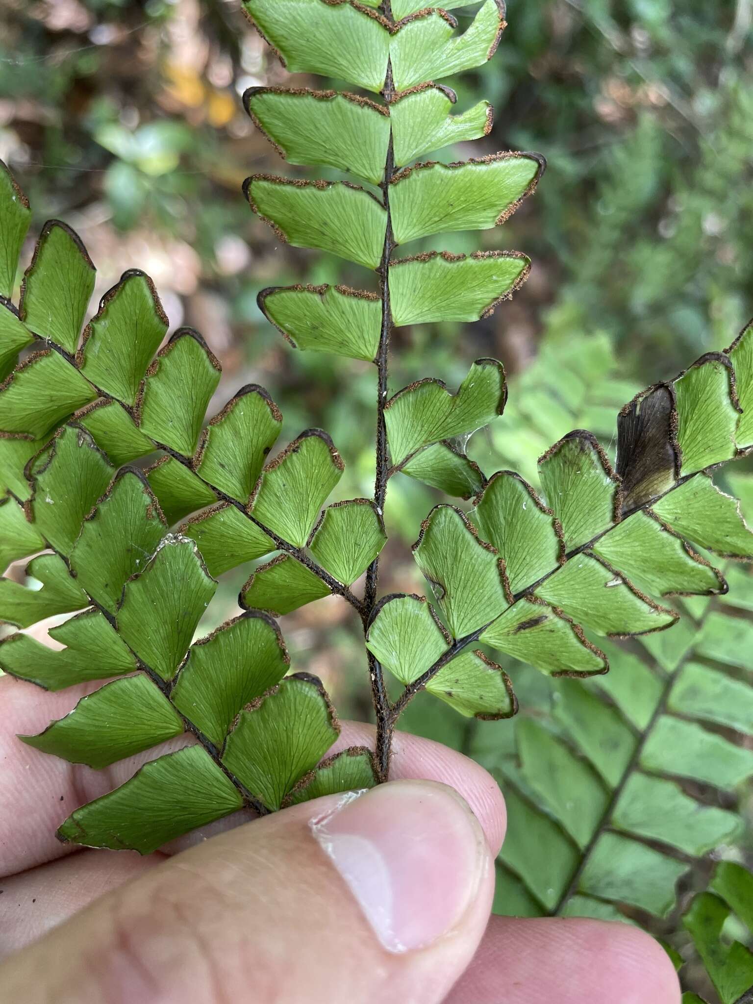 Plancia ëd Adiantum villosum L.