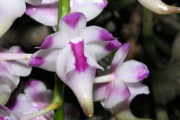 Image of Aerides lawrenceae Rchb. fil.