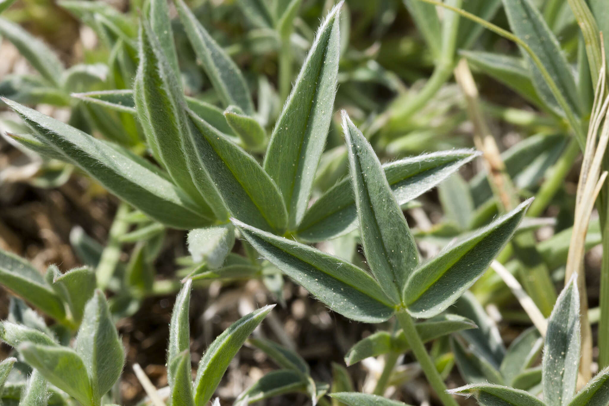 Plancia ëd Trifolium attenuatum Greene