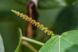 Imagem de Acalypha macrostachya Jacq.