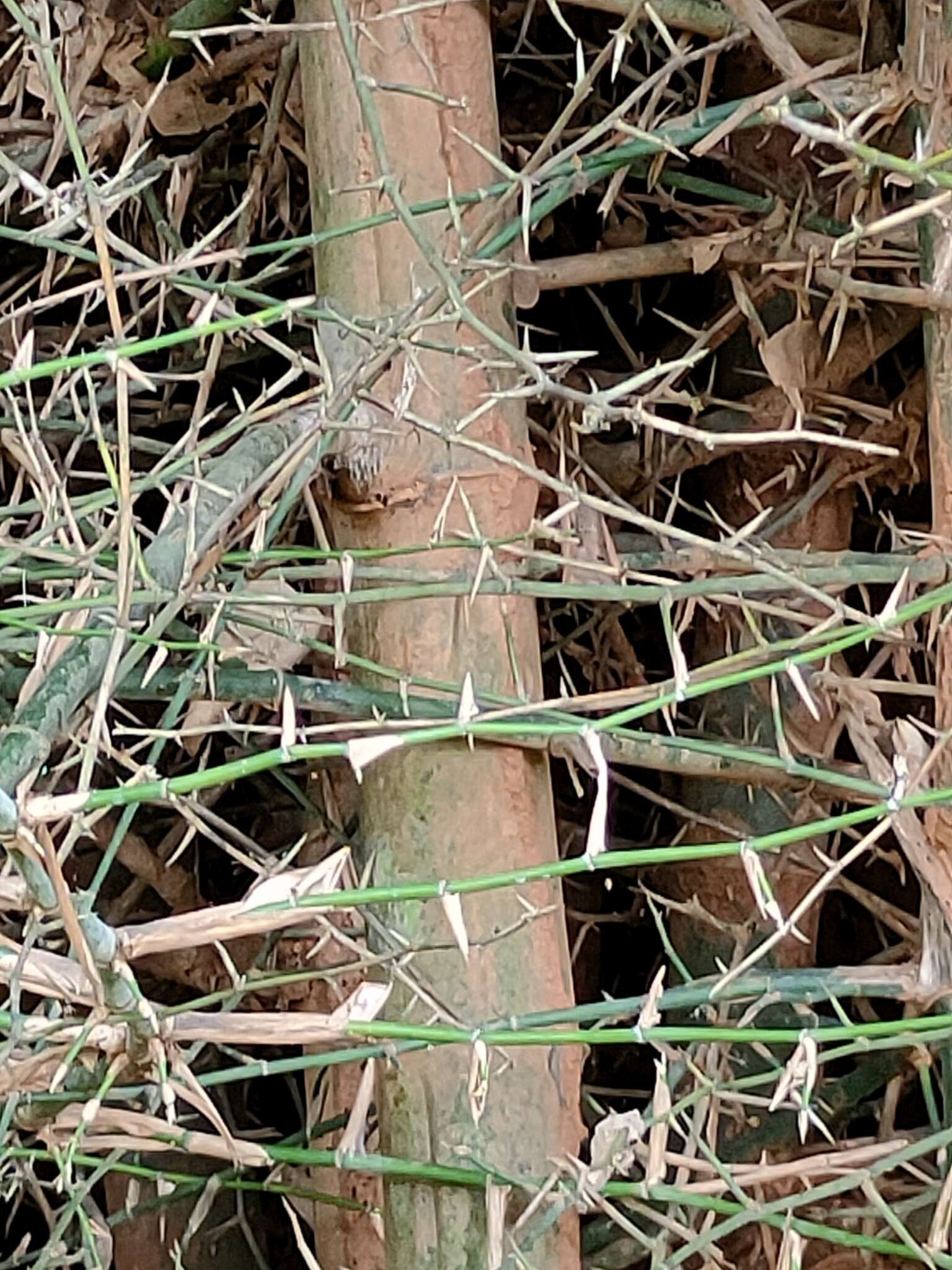 Image of Indian Thorny Bamboo