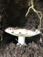 Image of Amanita novinupta Tulloss & J. Lindgr. 1994