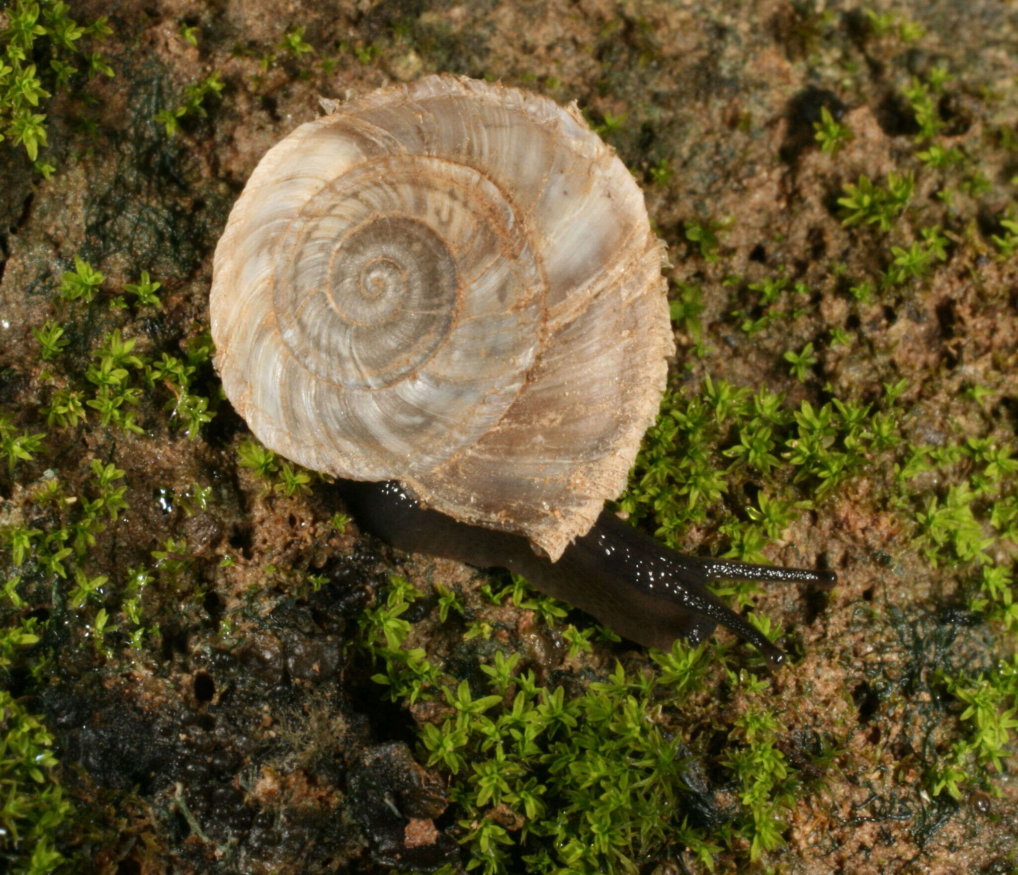 Image of Oreohelix concentrata (Dall 1895)