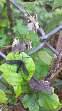 Image of Grapeleaf Skeletonizer