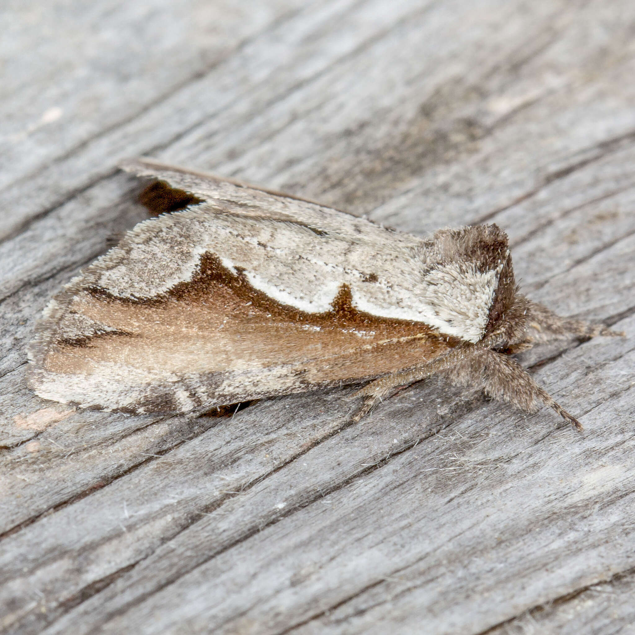 Image of Double-toothed Prominent