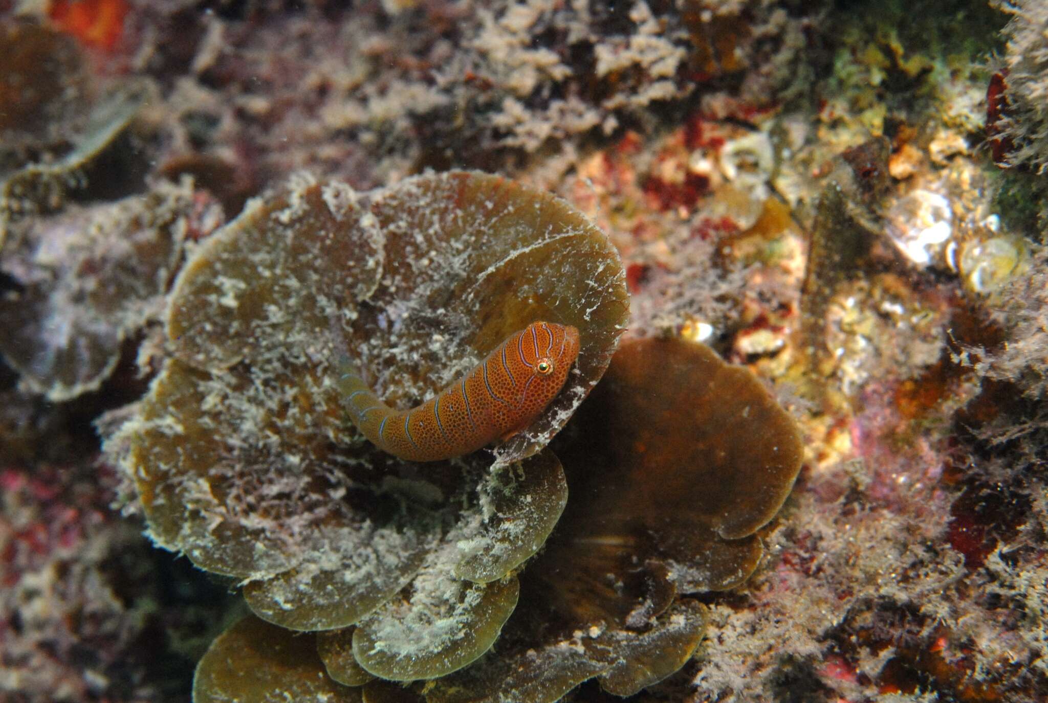 Image de Cochleoceps bicolor Hutchins 1991