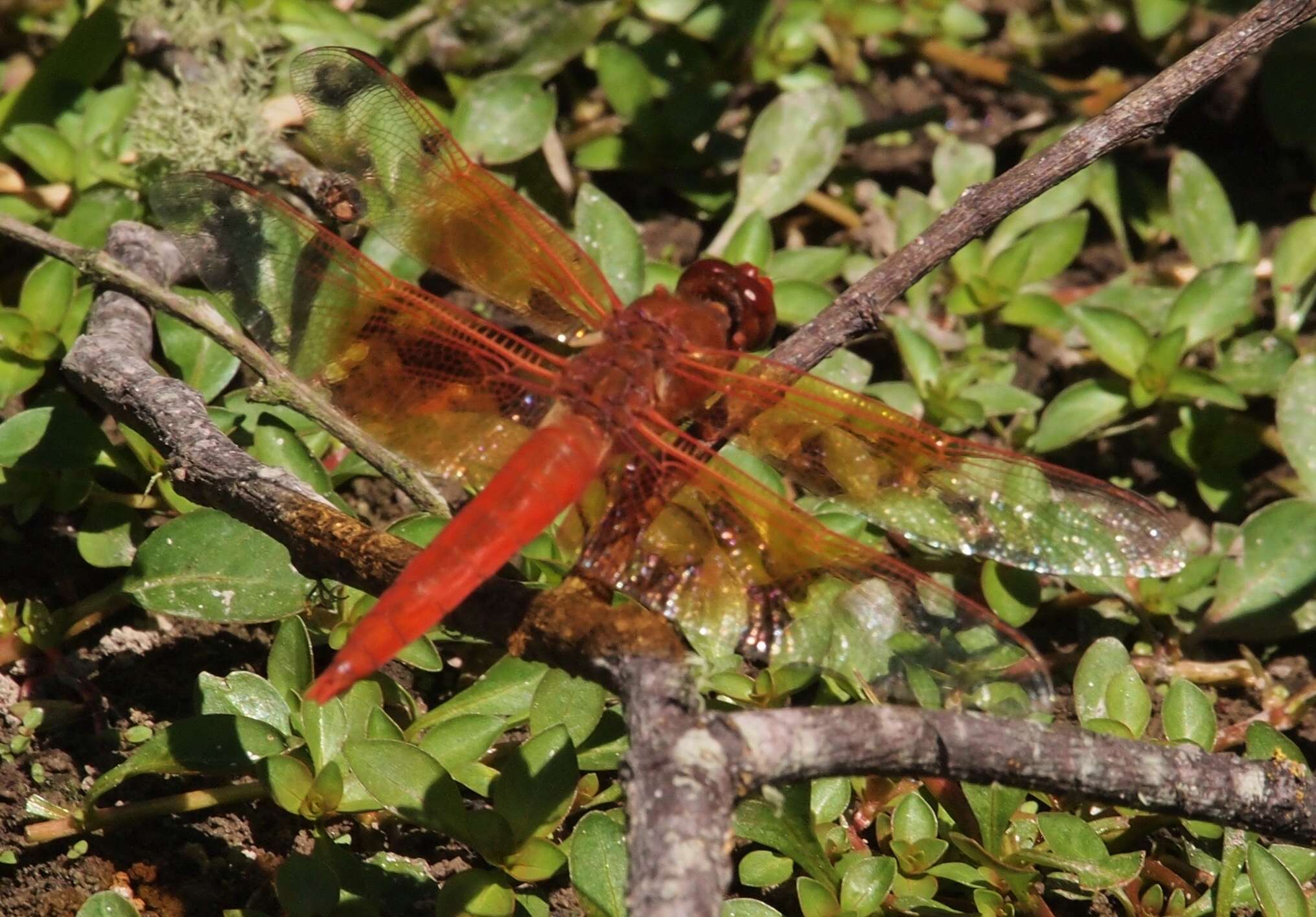 Image of Flame Skimmer