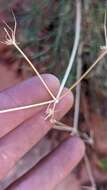 Image of alpine biscuitroot