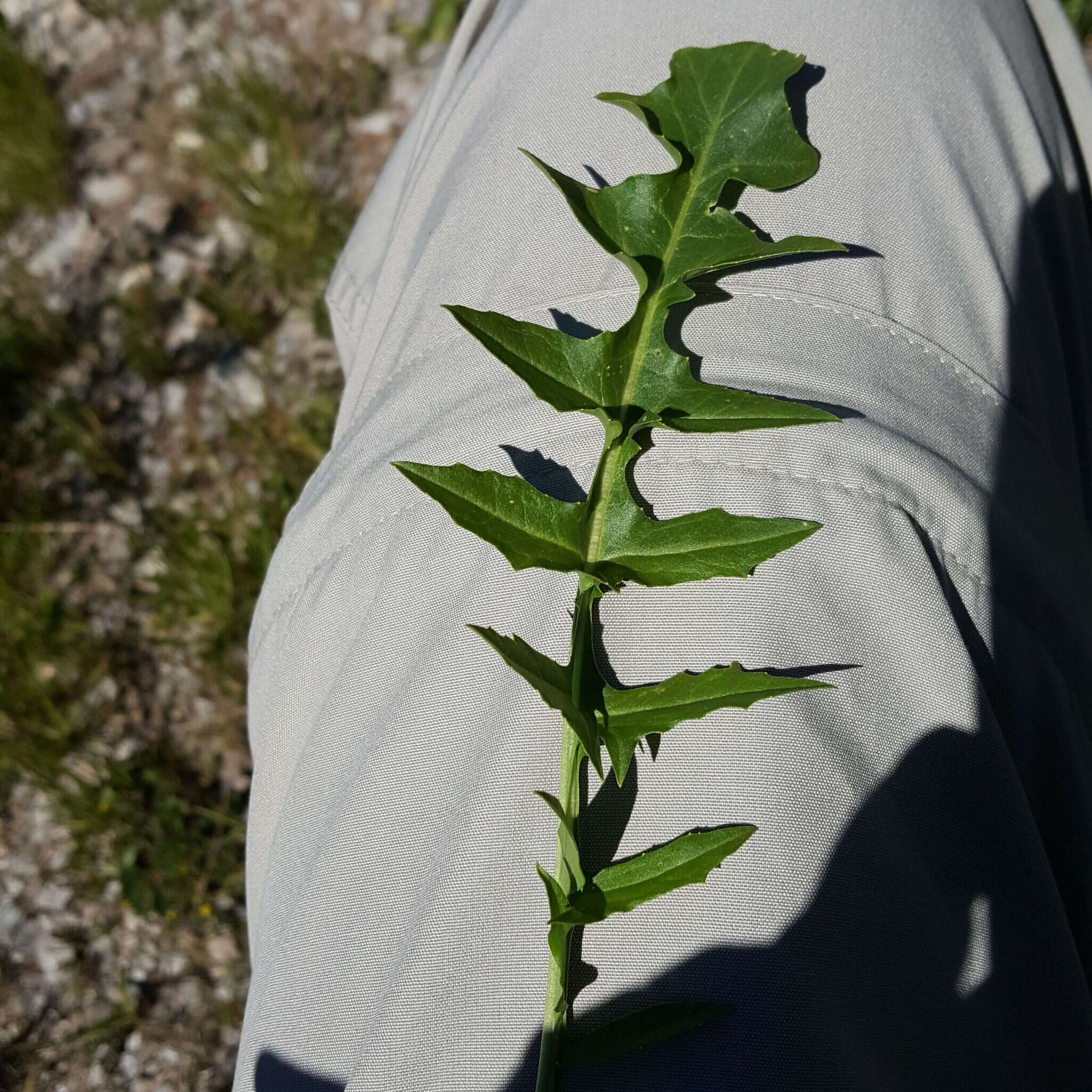 Слика од Sisymbrium austriacum Jacq.