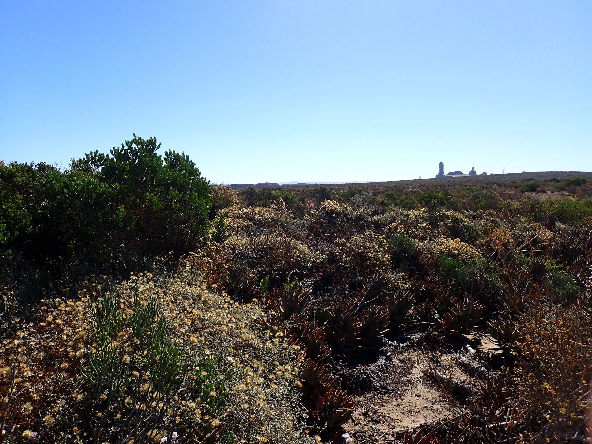 Image of Aloe distans Haw.