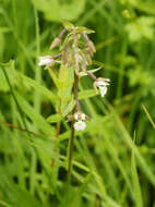 Imagem de Epipactis palustris (L.) Crantz