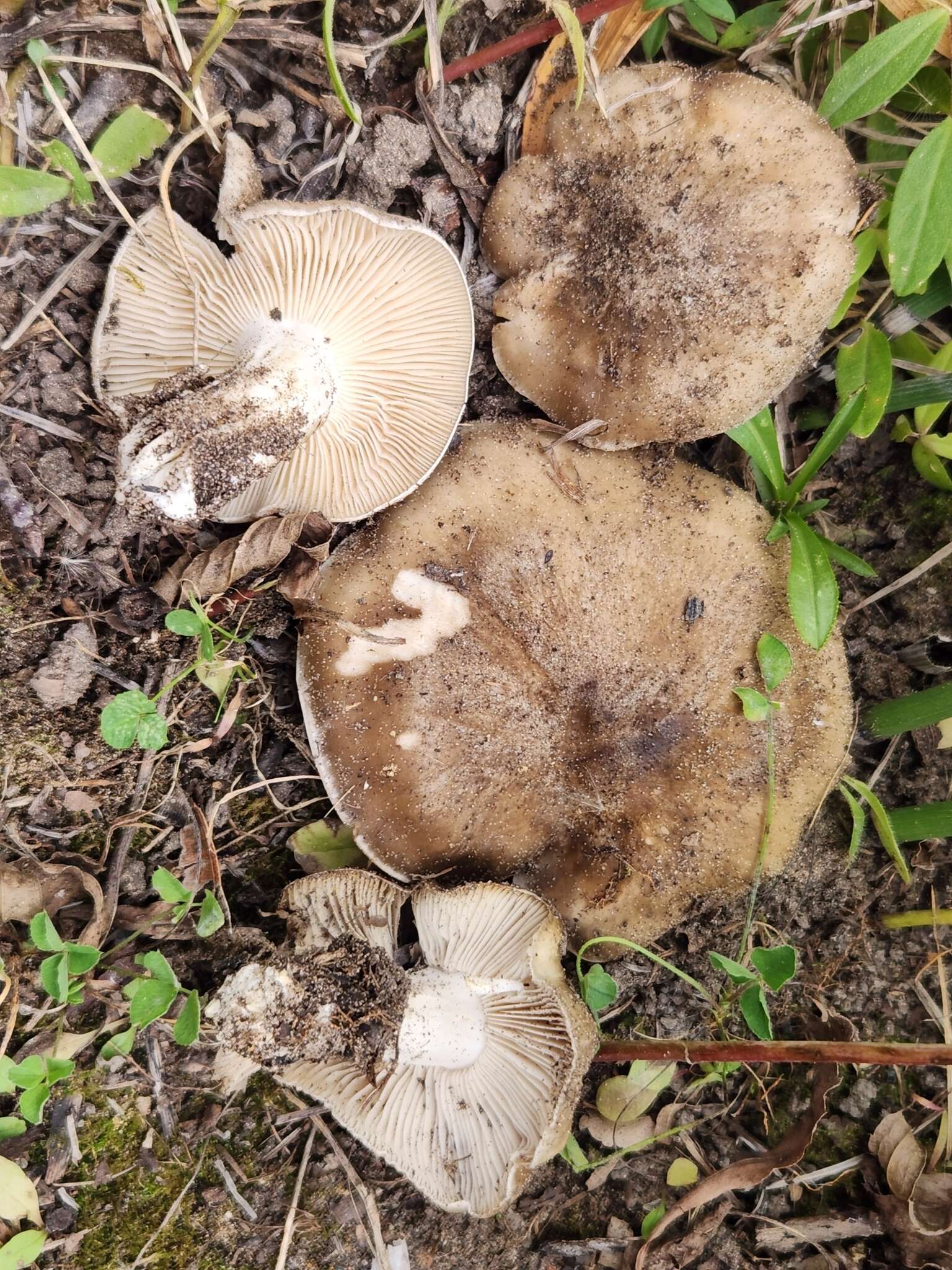 Plancia ëd Lyophyllum loricatum (Fr.) Kühner 1938