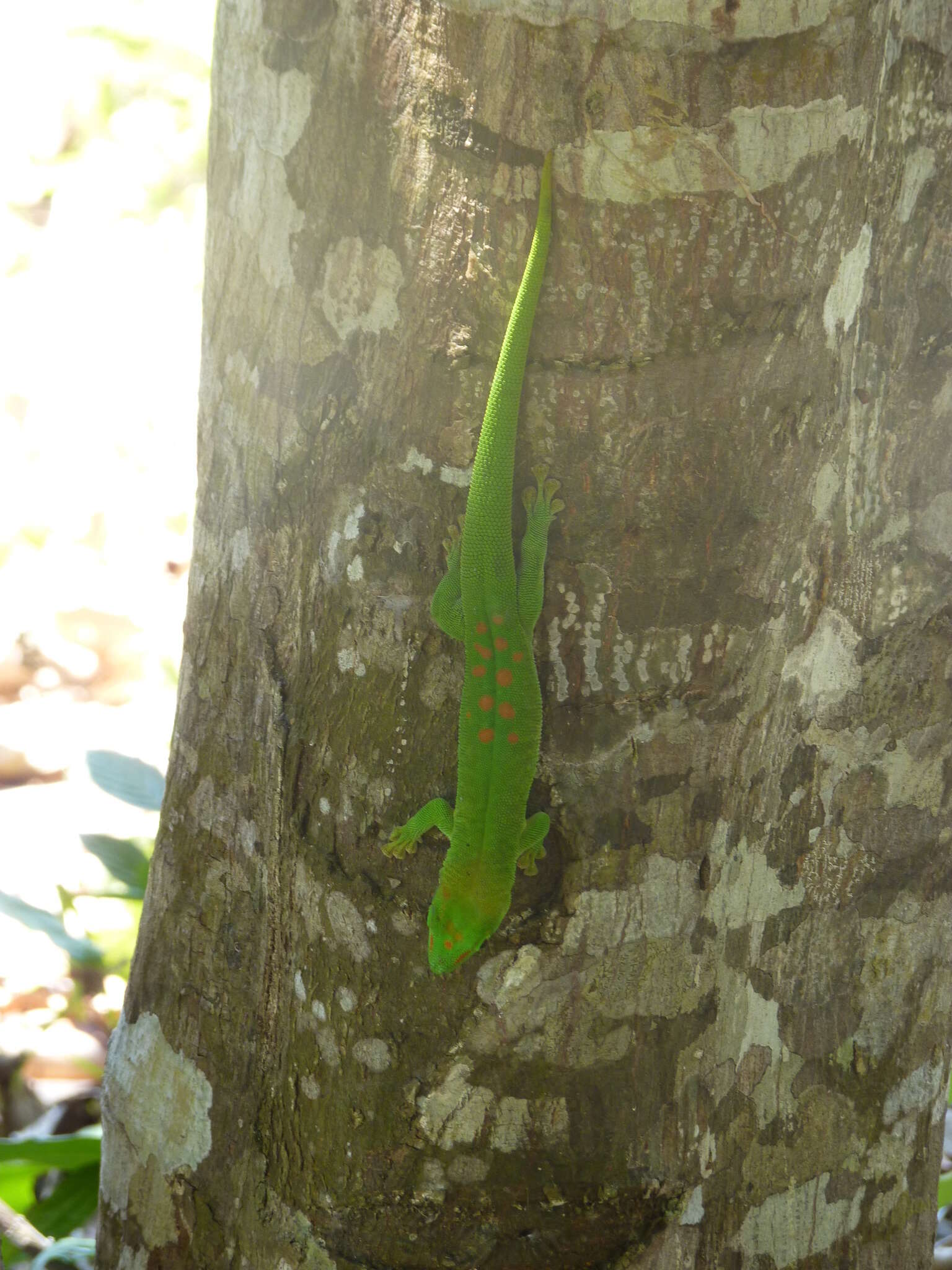 Image of Giant Madagascar Day Gecko