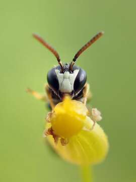 Image de Hylaeus pictipes Nylander 1852