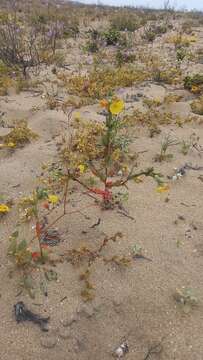 Plancia ëd Oenothera coquimbensis C. Gay