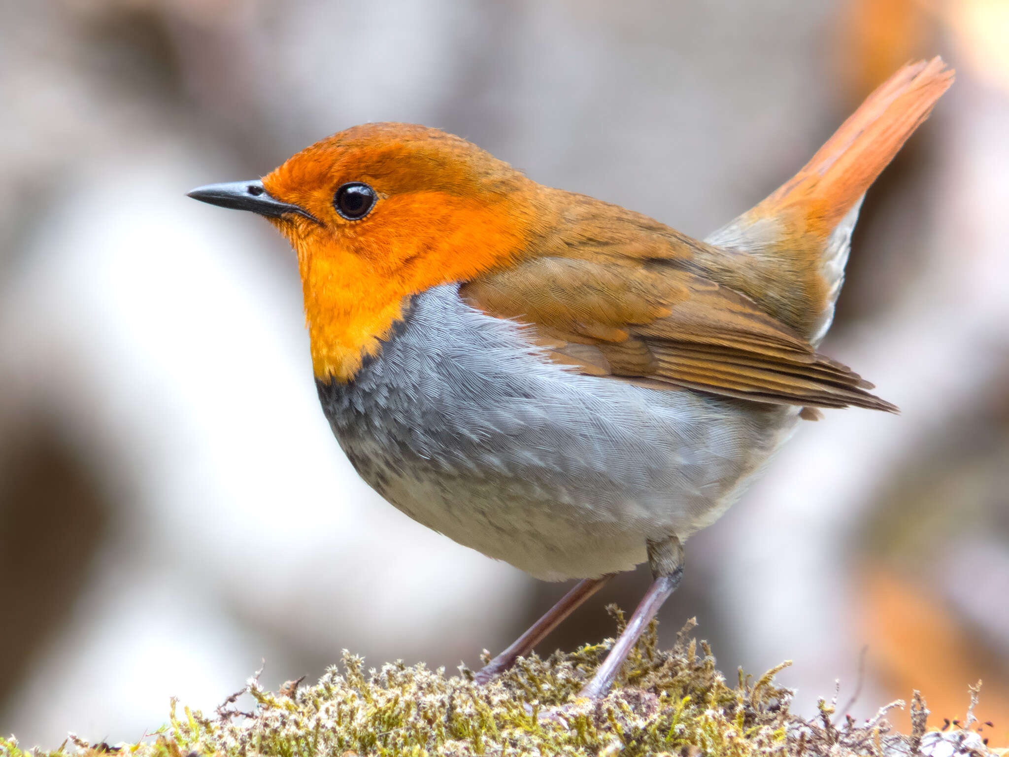 Image of Japanese Robin